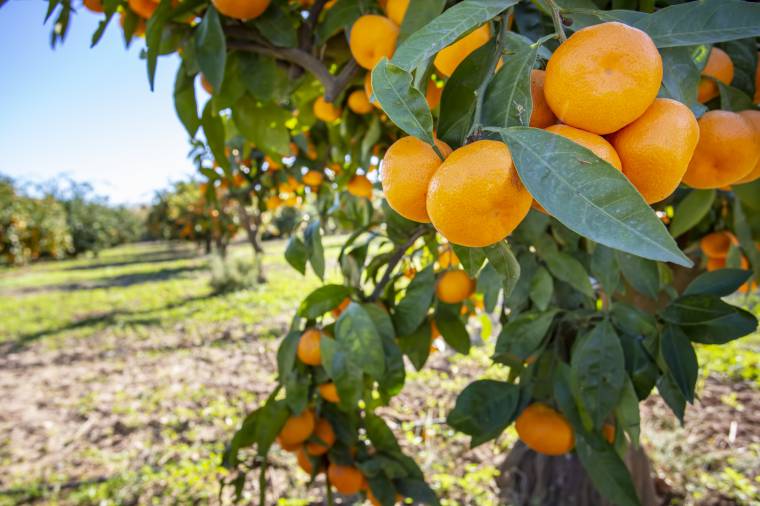 Gli agrumeti delle clementine di Calabria IGP sono ormai parte integrante del paesaggio calabrese 