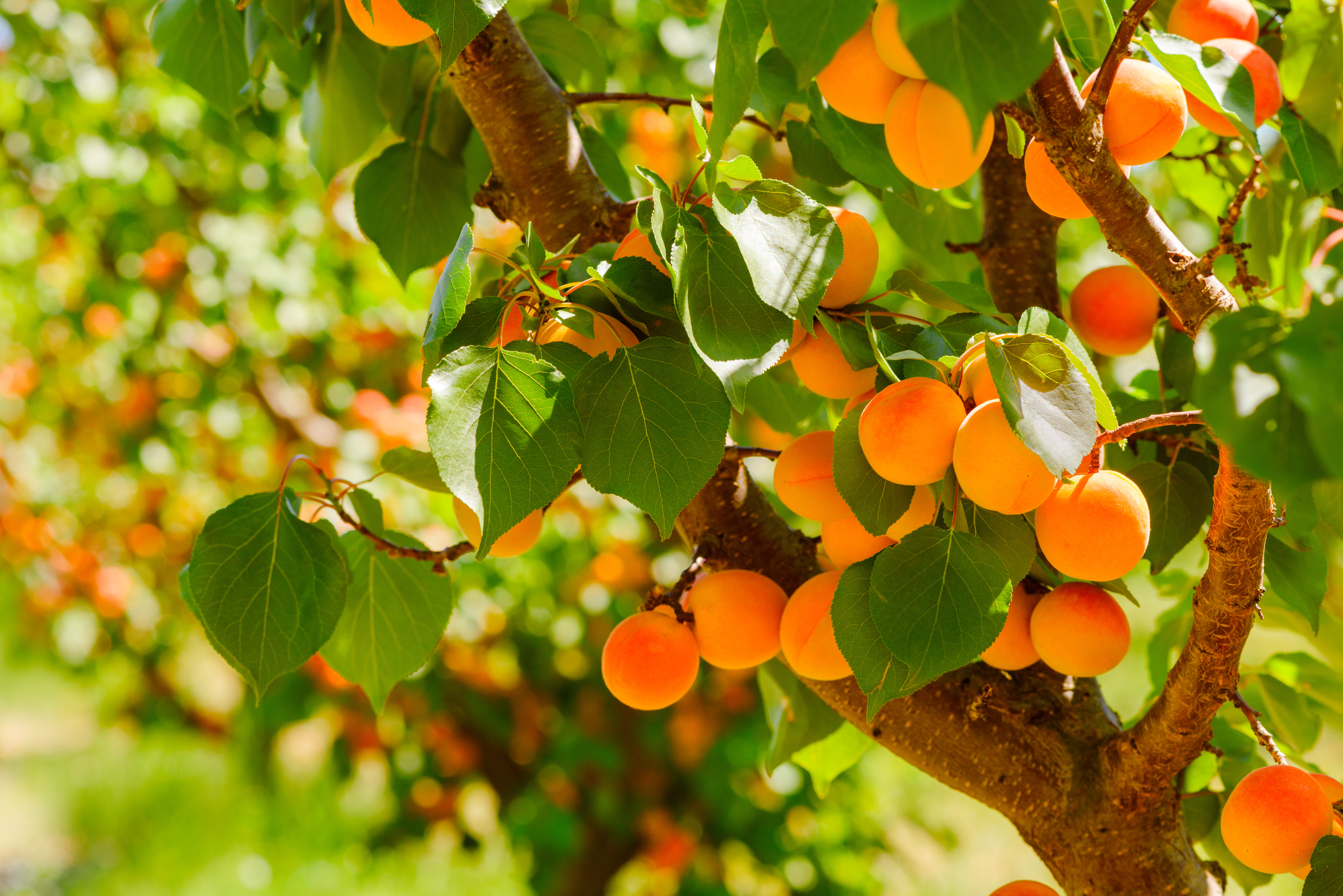 Albicocco, varietà ed accorgimenti per coltivare questo albero antico -  Valfrutta Magazine