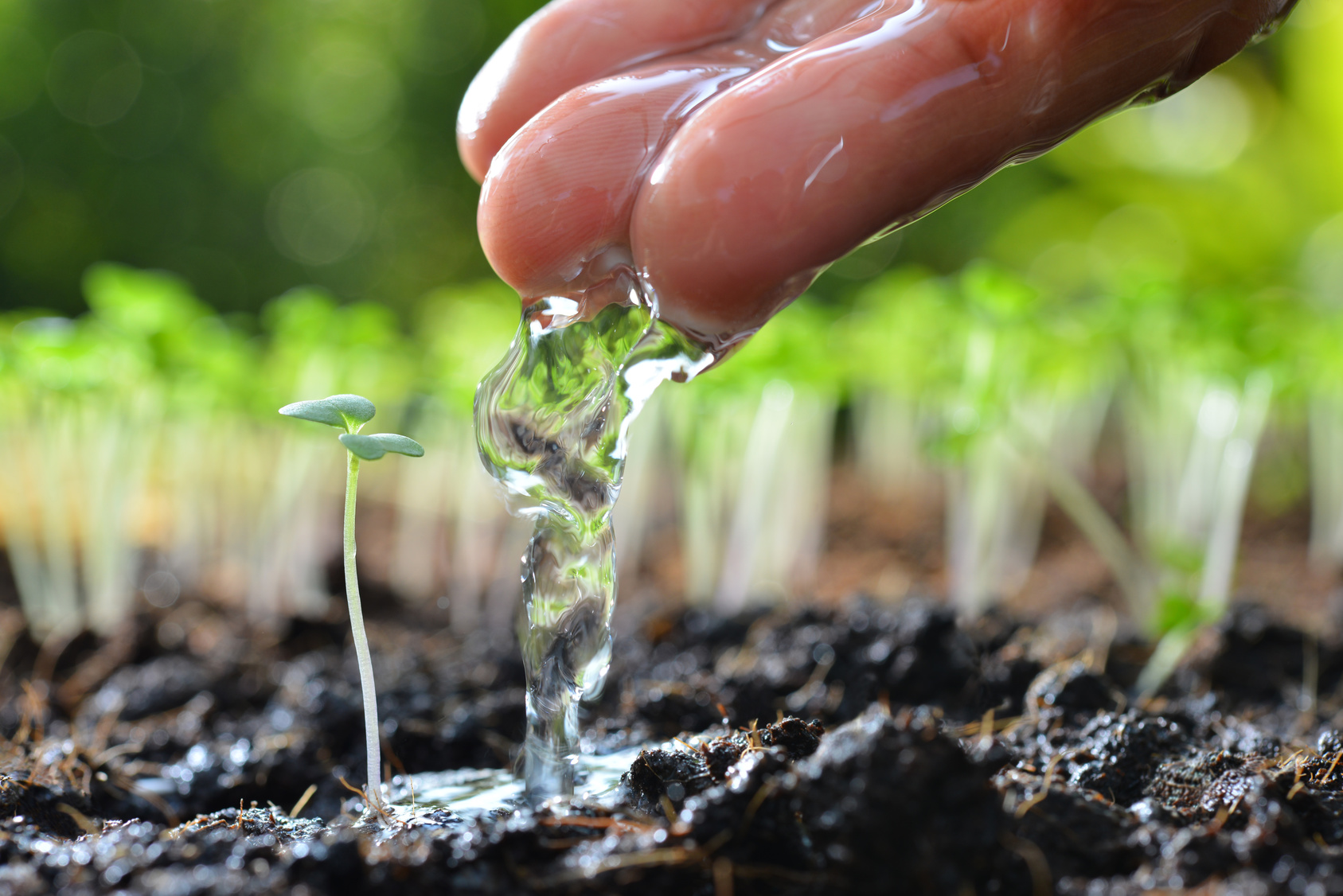 Annaffiare le piante: come risparmiare acqua, irrigando meglio - Valfrutta Magazine