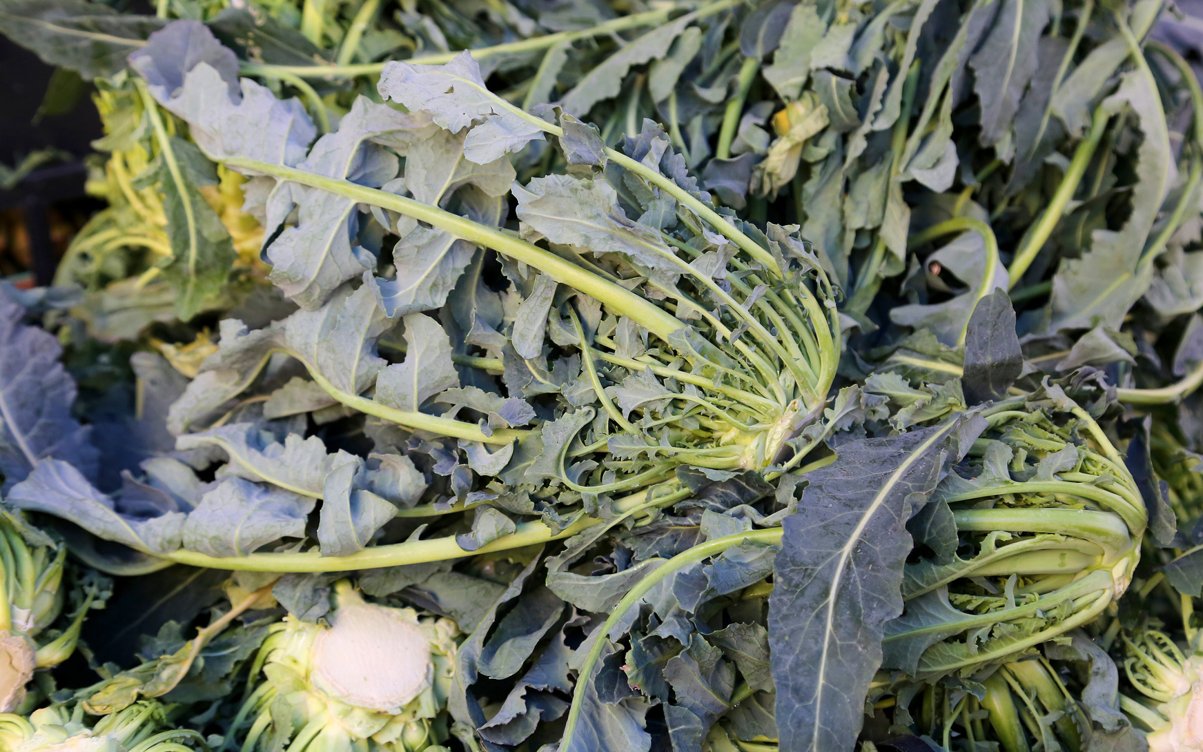 Broccolo Fiolaro Di Creazzo Da Cibo Povero Ai Menu Stellati Valfrutta Magazine