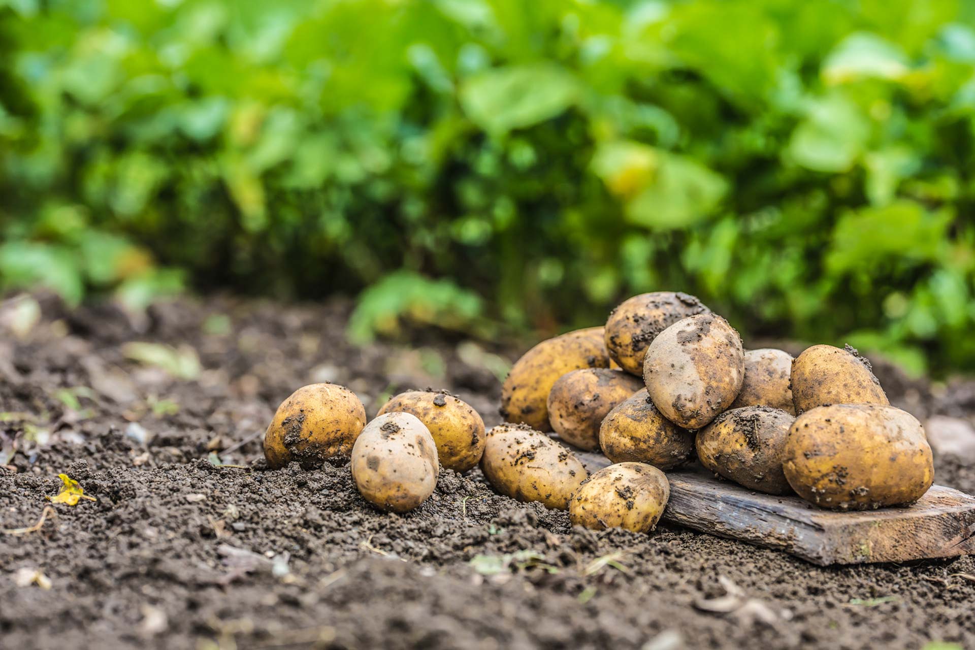 Coltivare Le Patate 5 Indicazioni Utili