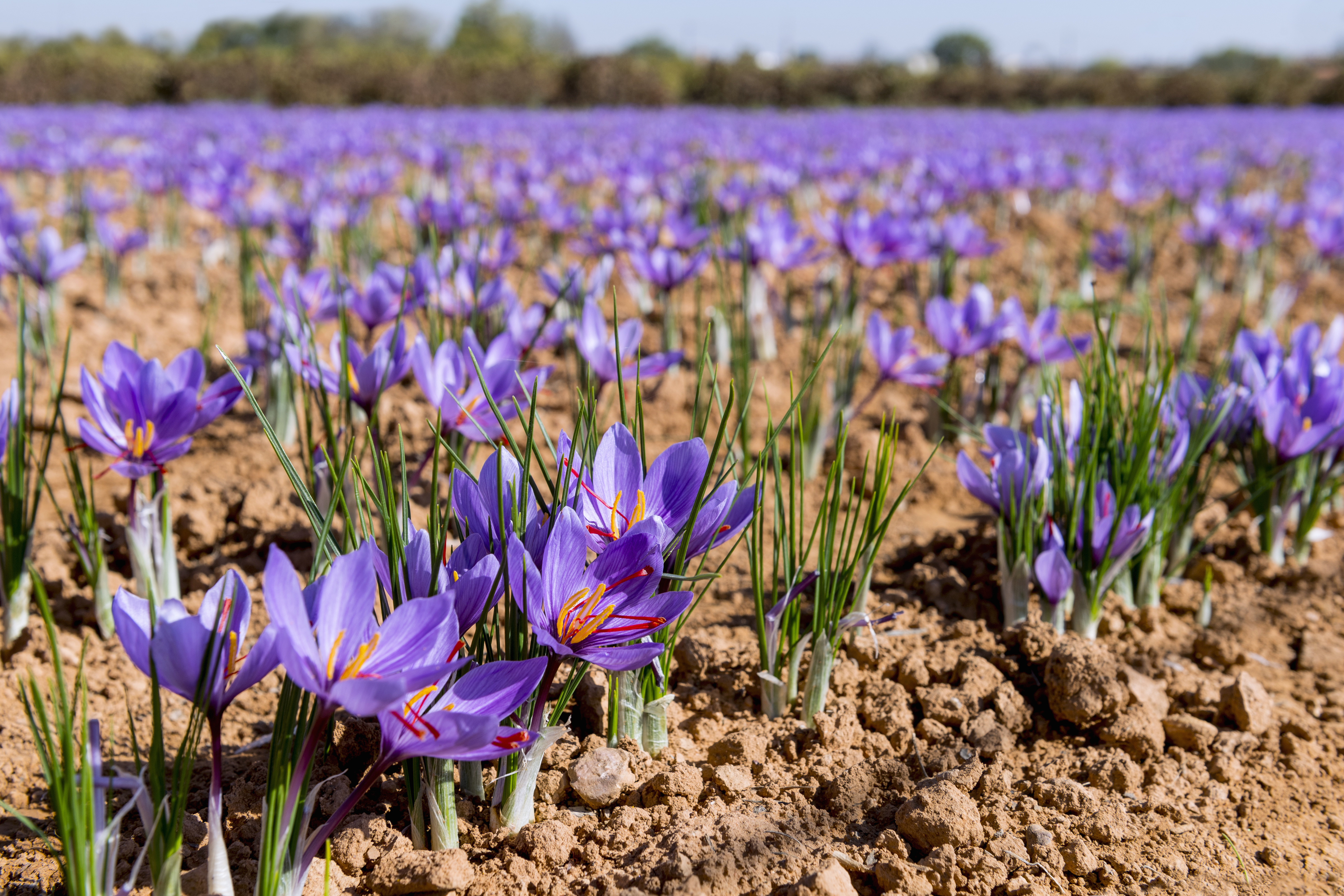 Шафран самое дорогое. Sativus Saffron Крокус. Крокус Шафран посевной. Шафран посевной (Crocus sativus). Крокус Шафран цветок.