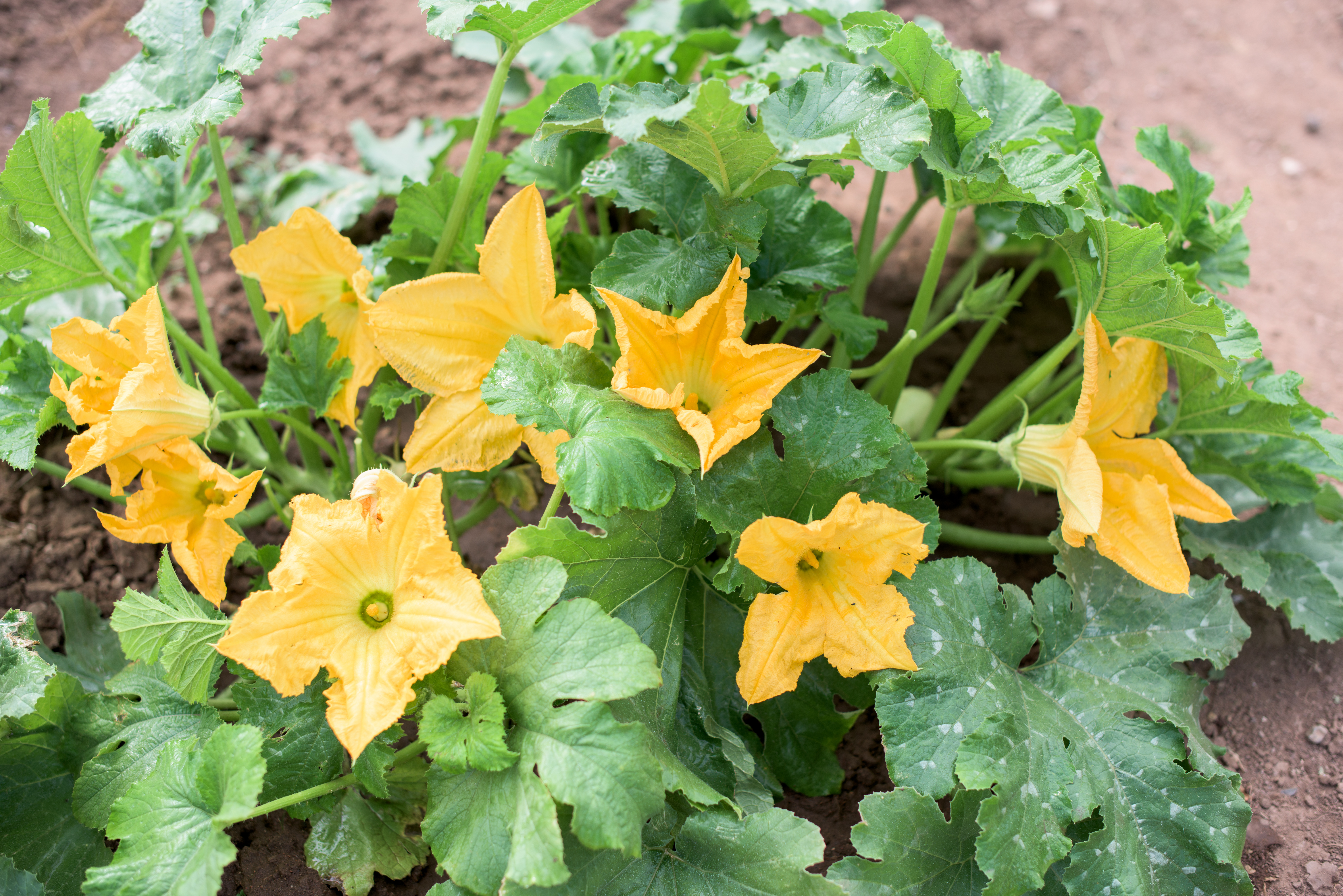 Coltivare zucchine, come fare