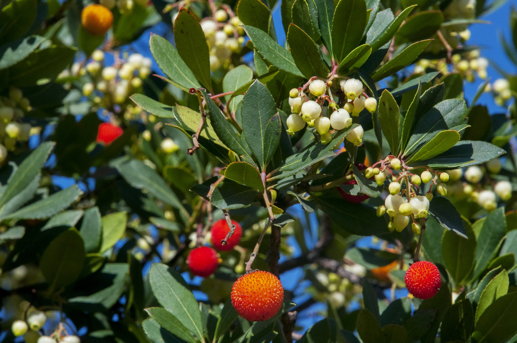 Corbezzolo un arbusto colorato dal frutto buonissimo Valfrutta Magazine