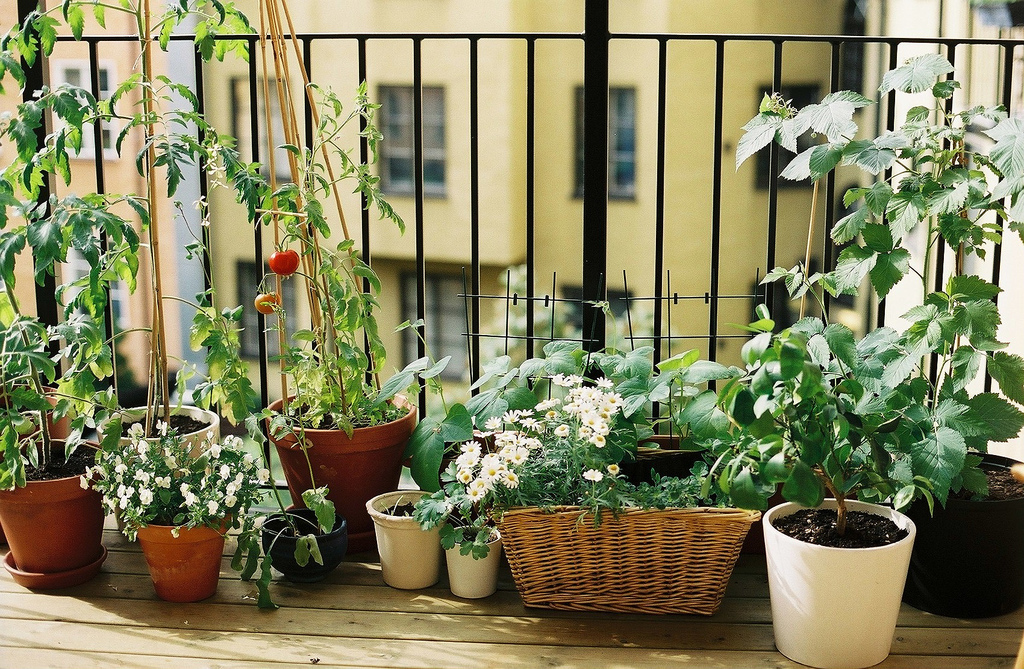 Orti sul balcone e smog: trucchi per un cibo più sicuro