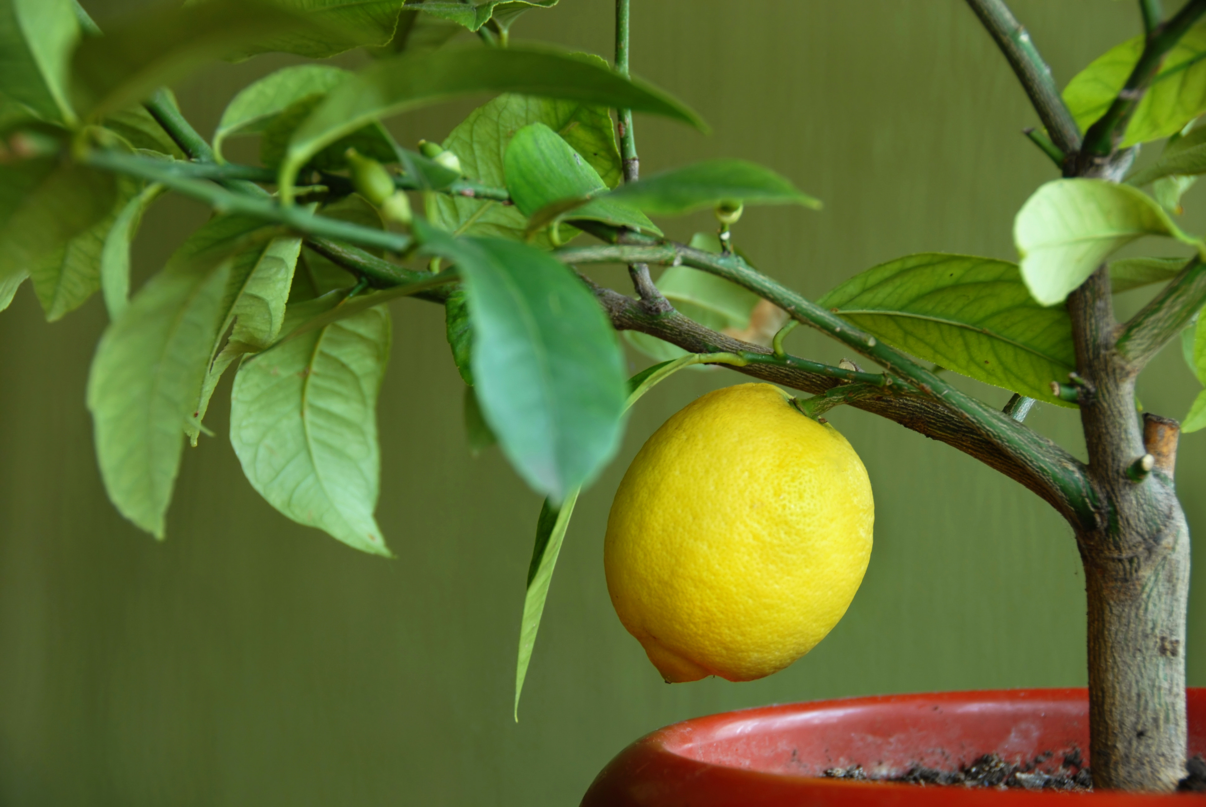 Почему у комнатного лимона. Цитрус (комнатное растение) лимон Мейера. Цитрус лимон дерево. Цитрус (Citrus) – лимон дерево. Lemon Tree (лимонное дерево).
