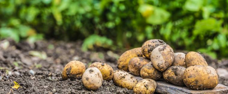  Coltivare le patate: in vaso o nell'orto
