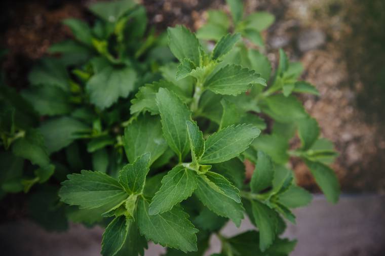 Cimatura piante da orto: la stevia