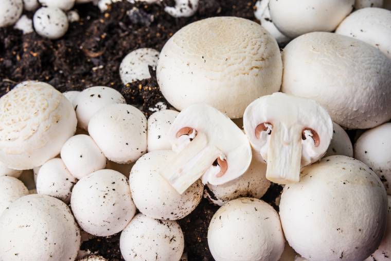 coltivare i funghi: gli champignon
