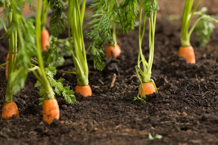 coltivare le carote