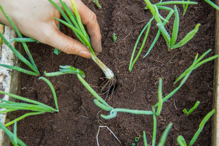 Come coltivare lo scalogno: la messa a terra
