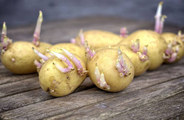 Quando si seminano le patate?
