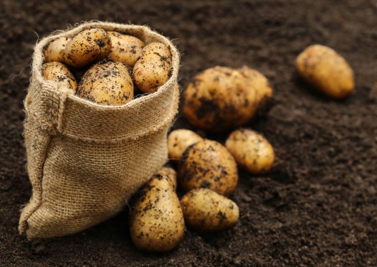 Coltivare patate nei sacchi di juta