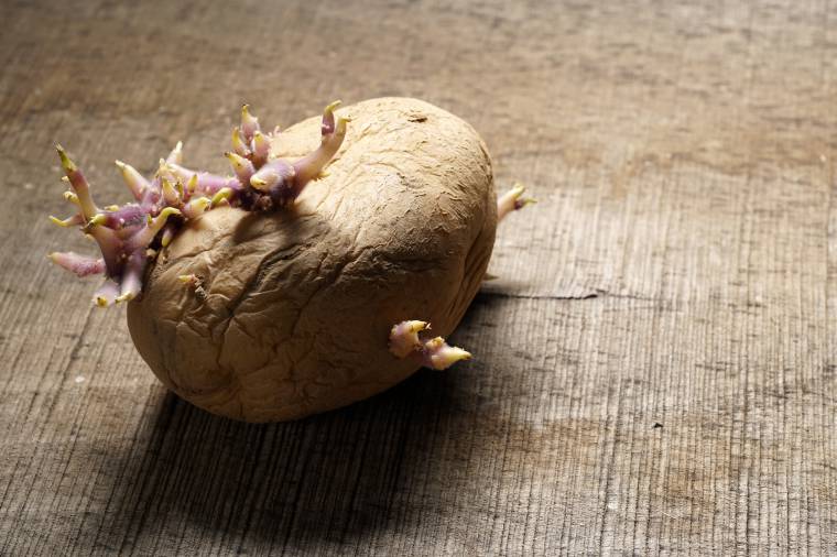 Coltivare le patate nei sacchi: istruzioni