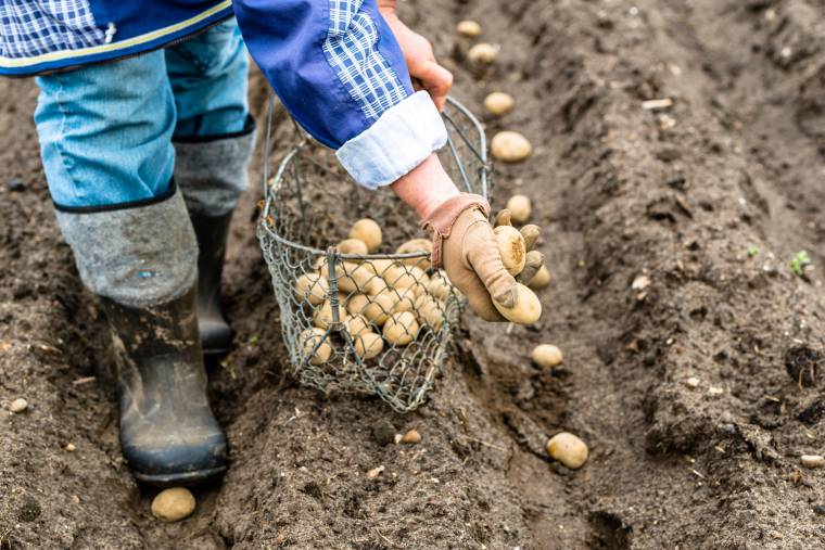 I trucchi per iniziare a coltivare patate nell’orto