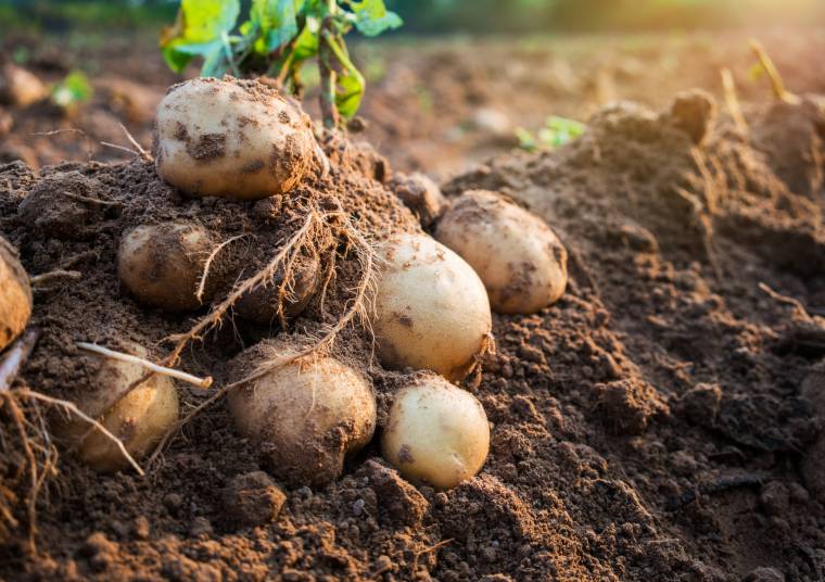La raccolta delle patate: quando e come farla