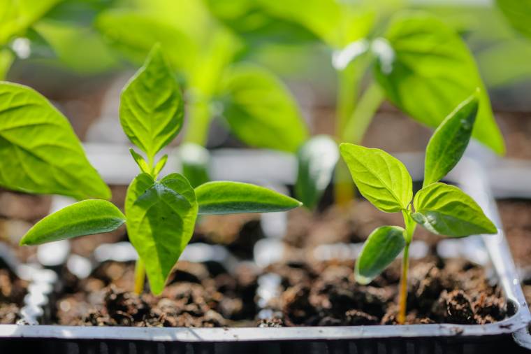 Come coltivare i peperoni? Poche cure per raccolti abbondanti!
