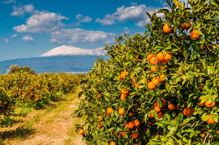 Coltivazione mandarino, in Sicilia dal 1800