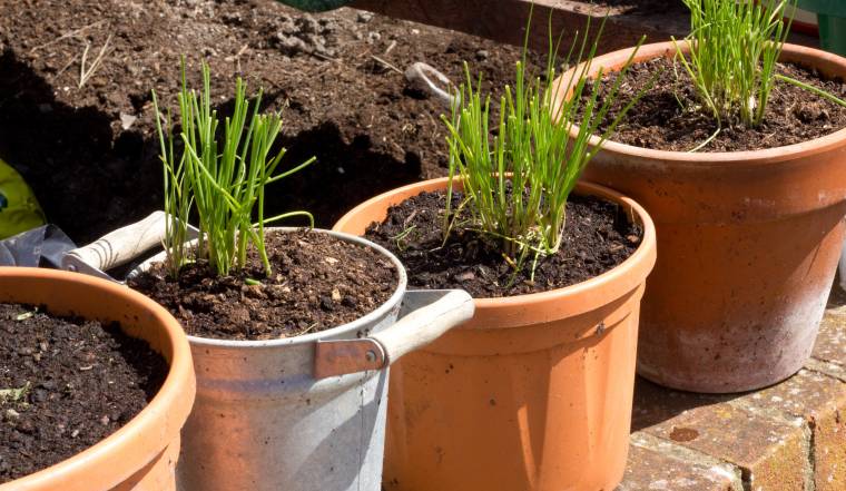 Coltivare erba cipollina in vaso: iniziare dalla semina o dal trapianto?