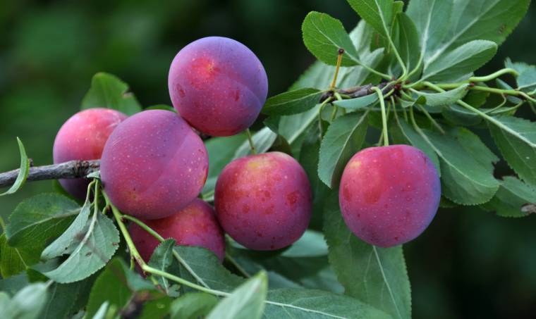Amoli, un frutto antico cresce su alberi comuni 