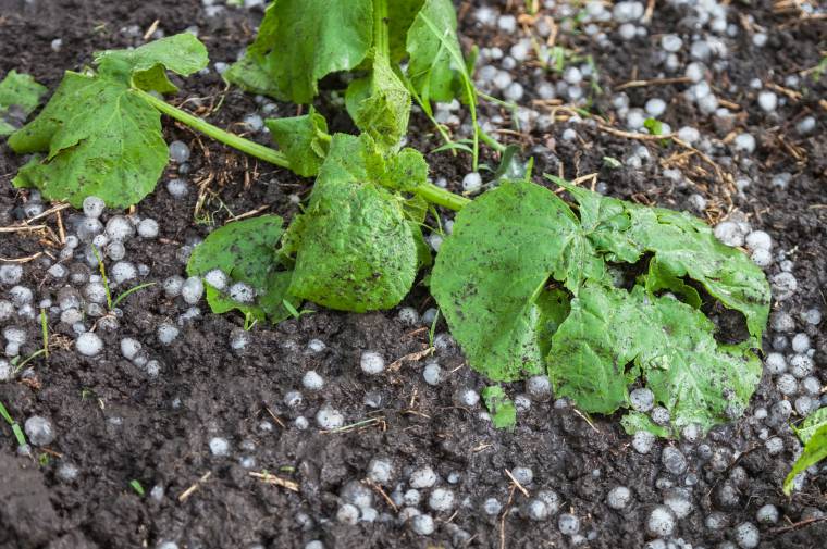 Grandine nell'orto: pianta di zucchine