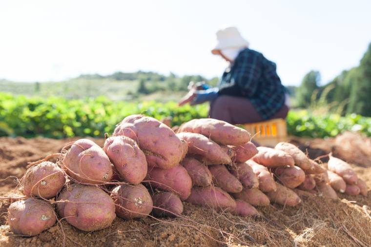 Le patate americane si cominciano a raccogliere a settembre