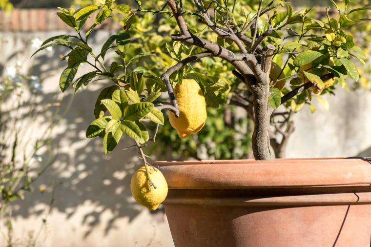 Prendersi cura della pianta di limone, ecco le prime accortezze
