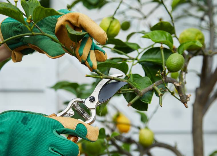 Come potare il limone le cure da riservare alla pianta