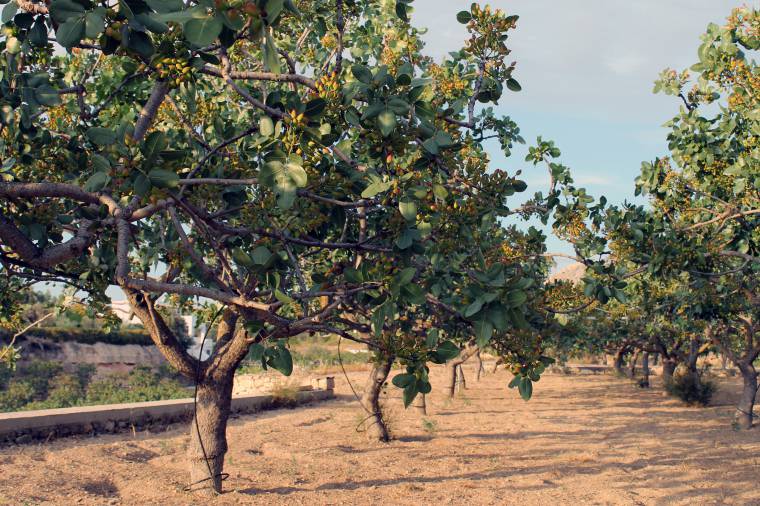Il pistacchio è un albero da frutta coltivato quasi esclusivamente in Sicilia ed è una specie dioica
