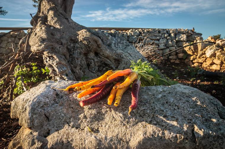 A Zapponeta cresce una carota lunga più di 50 cm 