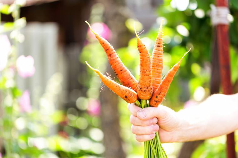 radici commestibili: le carote