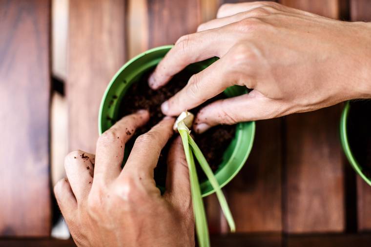 Coltivare aglio in vaso si può, ed è semplice!