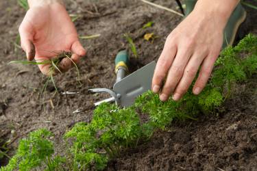 Come eliminare erbacce e infestanti dall'orto - Valfrutta Magazine