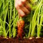 Come coltivare le carote in vaso