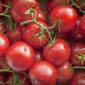 Coltivare pomodoro: 10 consigli utili