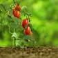 Raccogliere i pomodori nell’orto: come farlo al meglio