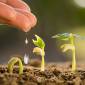Il semenzaio e la semina anticipata: come curare il tuo orto